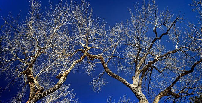 Creation of Adam | Bare Tree | Highland Park Dallas Texas