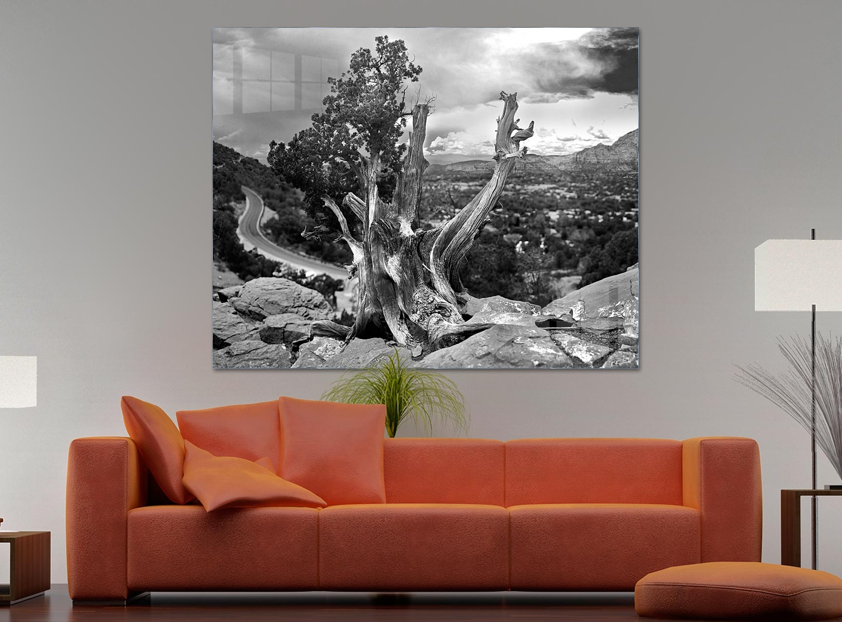 Large format fine art photograph of Ancient Bristle Cone Arizona
