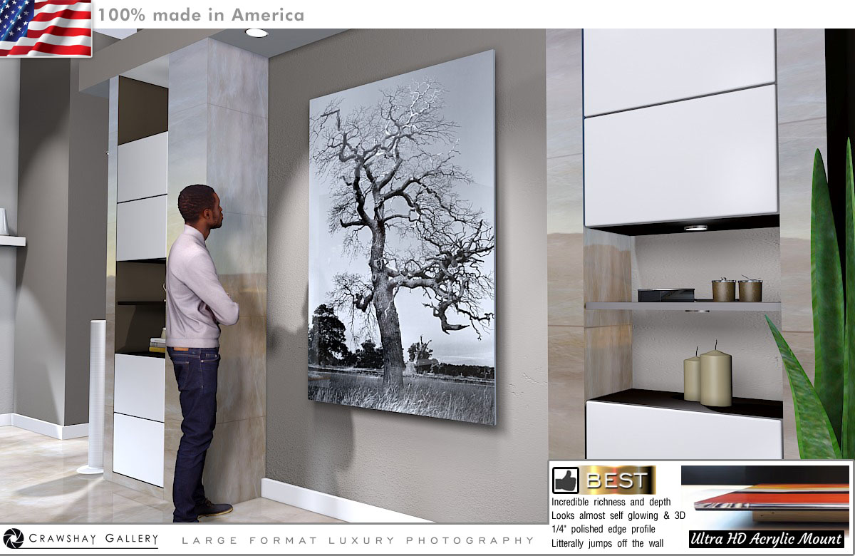 Face Mounted Acrylic Print of Black and White Tree