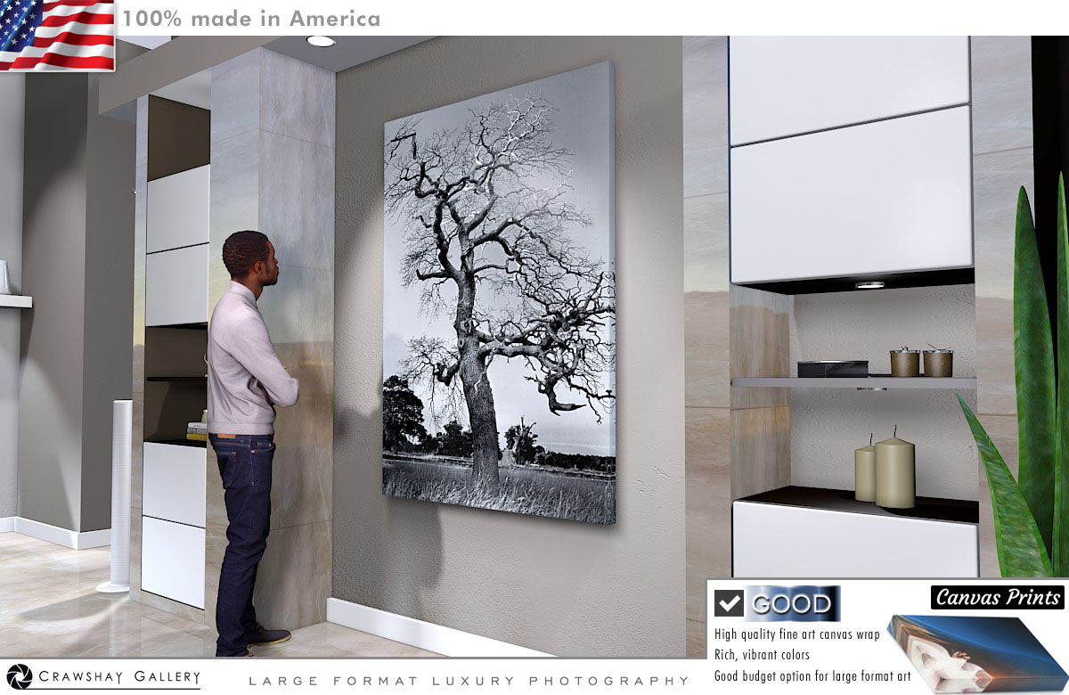 Canvas Print of Black and White Tree
