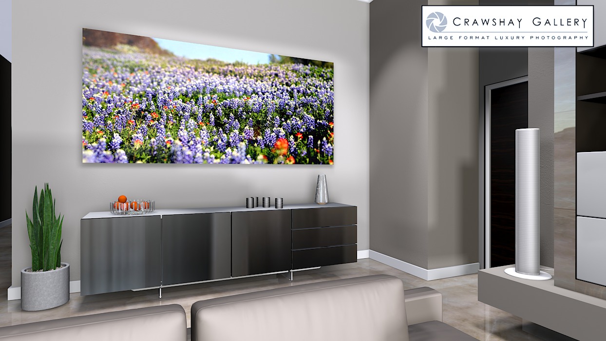 large format photograph of Texas Bluebonnets depicted in room