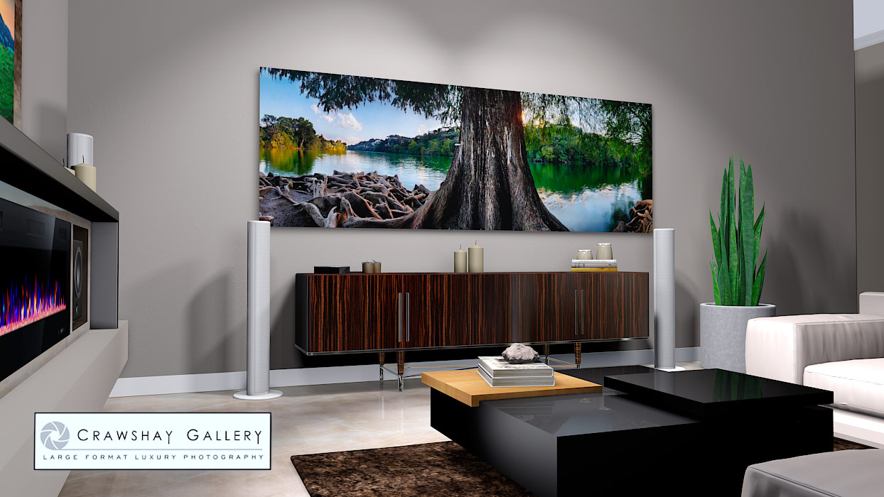 large format photograph of Huge Cedar Tree With Exposed Roots depicted in room