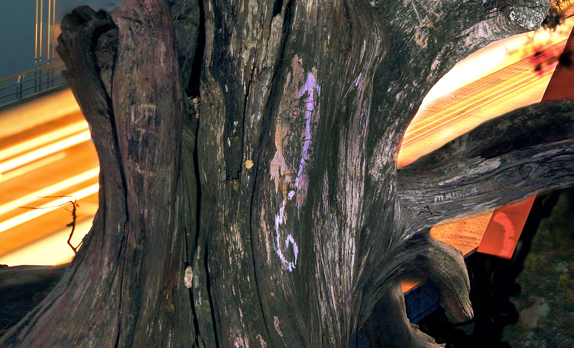 Close up of large format photograph of Cedar Tree by 360 Bridge