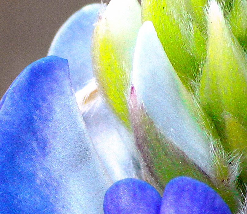 Close up of large format photograph of Close Up of a Bluebonnet
