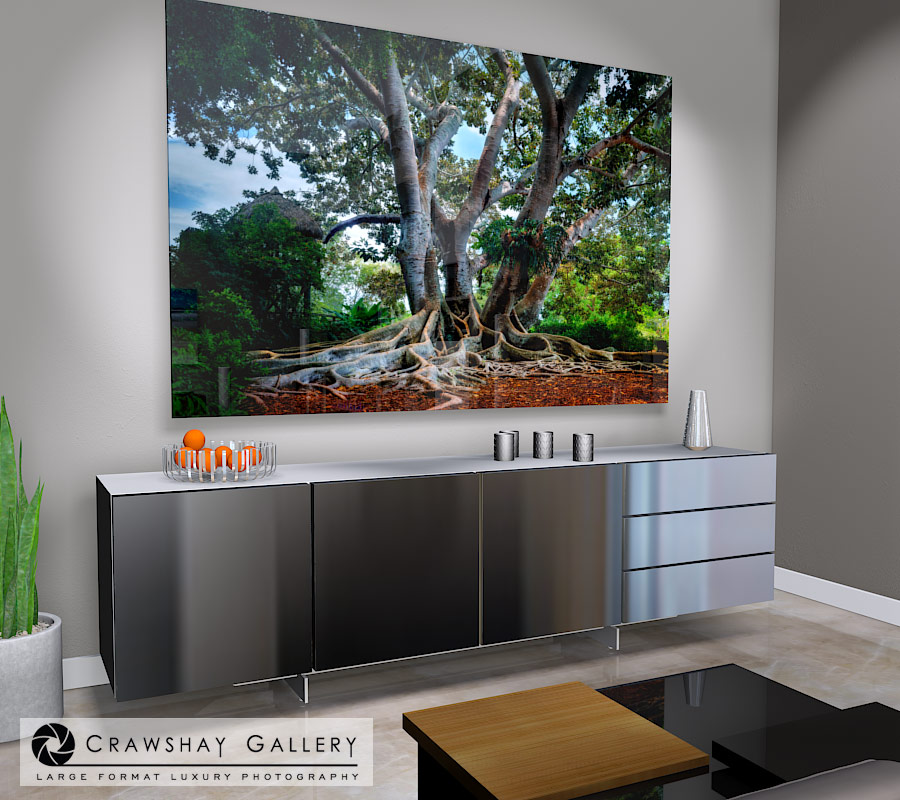 large format photograph of Florida banyan tree depicted in room