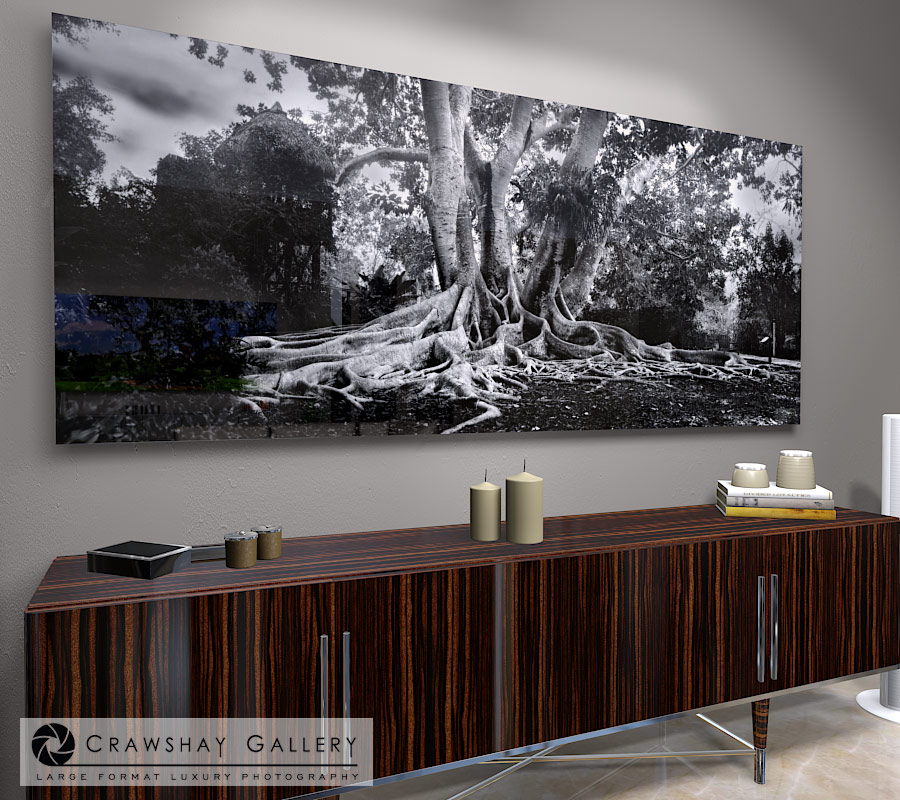 large format photograph of Black and White Florida banyan tree depicted in room