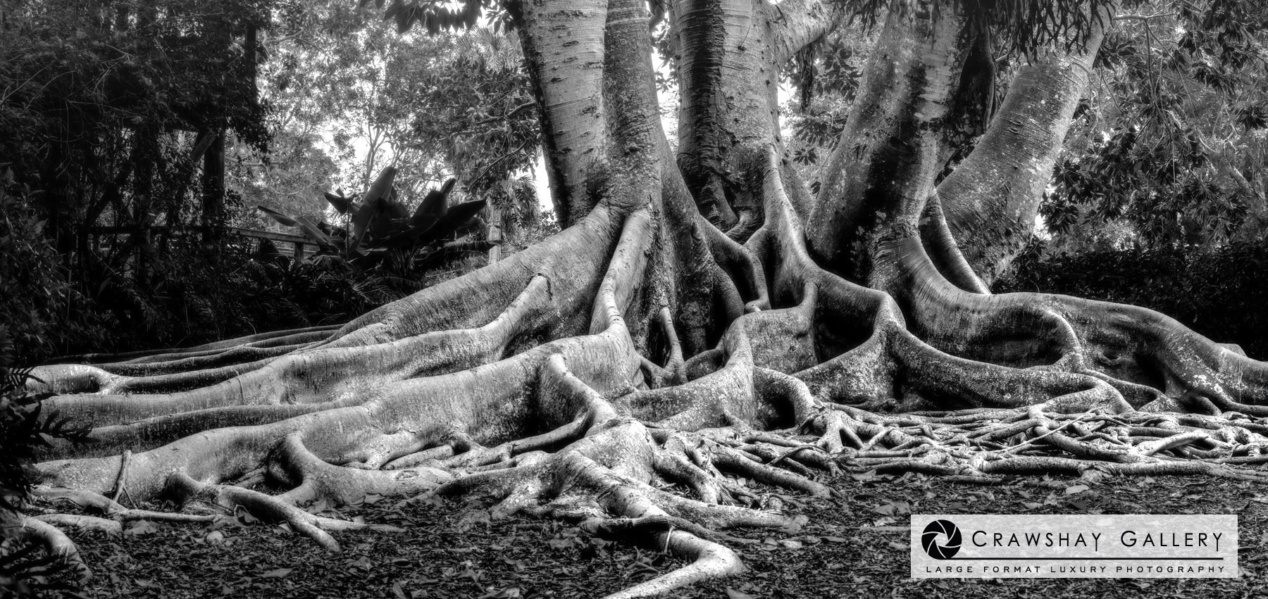 Close up of large format photograph of Black and White Florida banyan tree