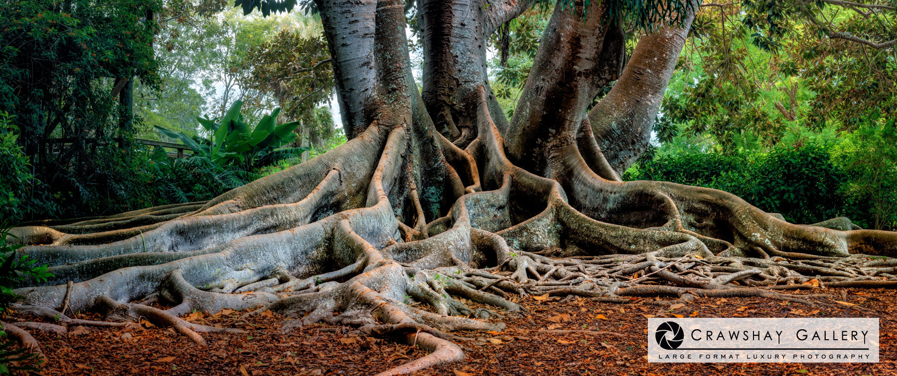 Close up of large format photograph of Florida banyan tree
