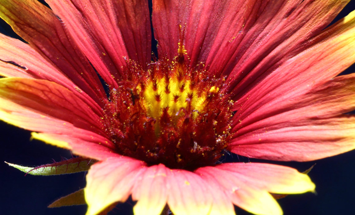 Close up of large format photograph of Close Up Indian Blanket