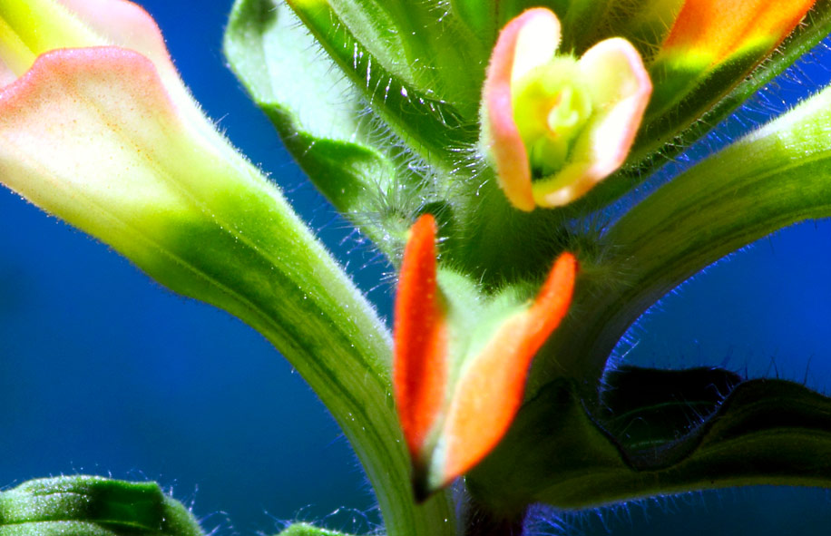 Close up of large format photograph of Close Up Indian Paintbrush