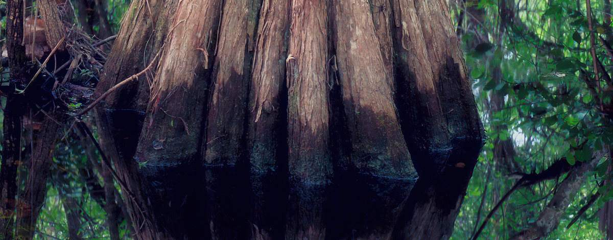 Close up of large format photograph of Cedar Trees Stagnent Pond
