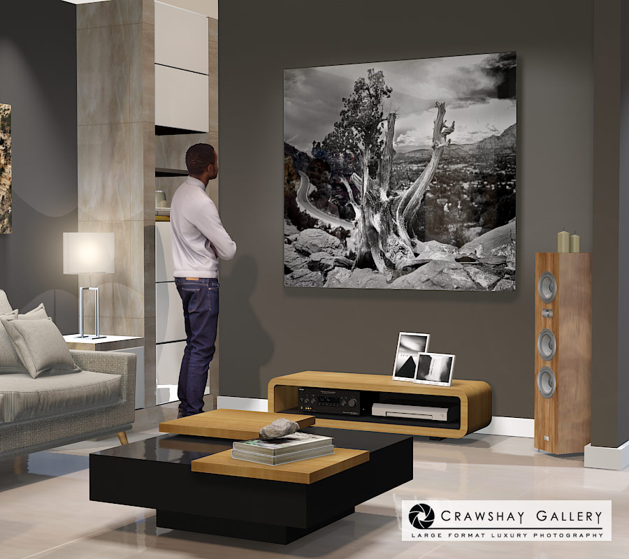 large format photograph of Ancient Bristle Cone Arizona depicted in room