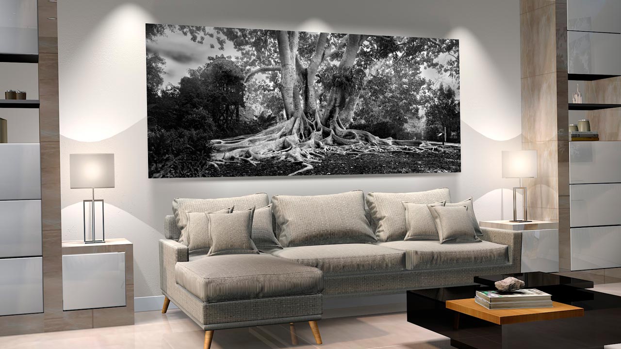 Large format fine art photograph of Black and White Florida banyan tree