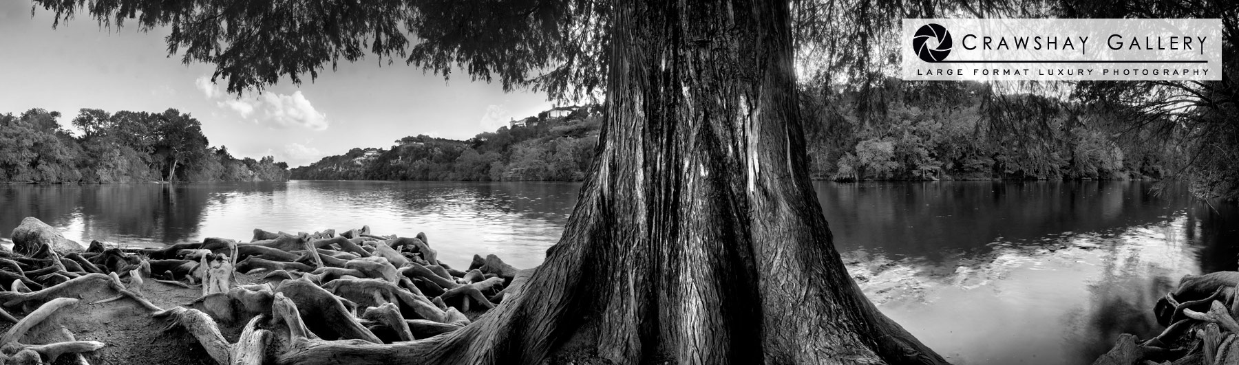 Image of Cedar tree over Lake Austin