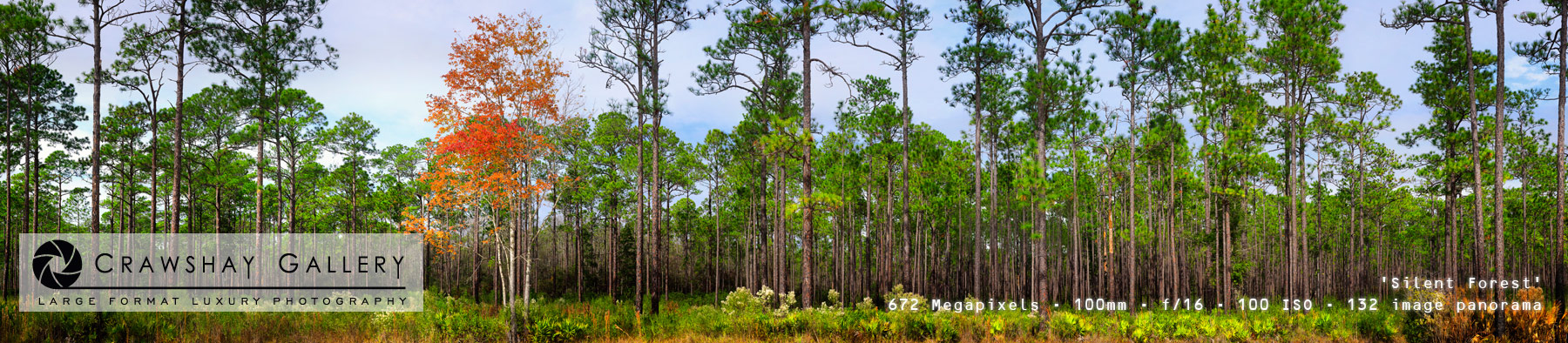 Image of Panoramic Pine Trees