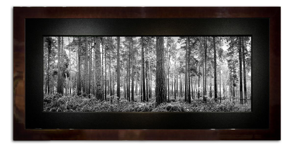 Image of Black and White Pine Trees