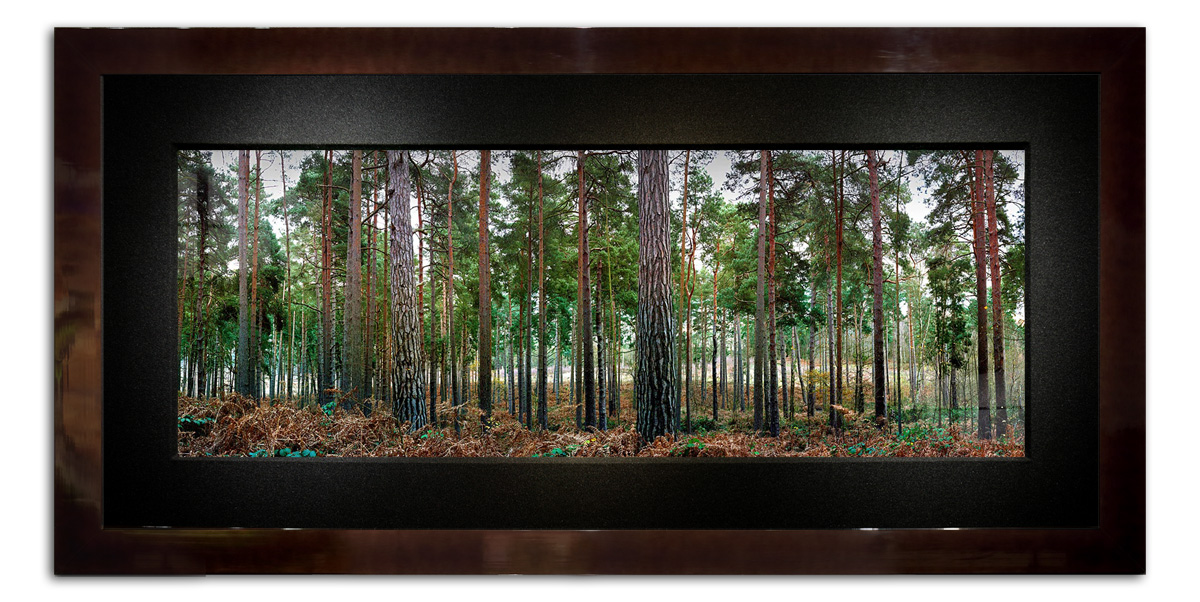 Image of Rows of Tall Pine Trees