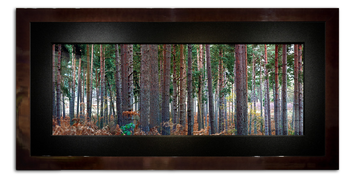Image of Rows of Tall Pine Trees Bokeh