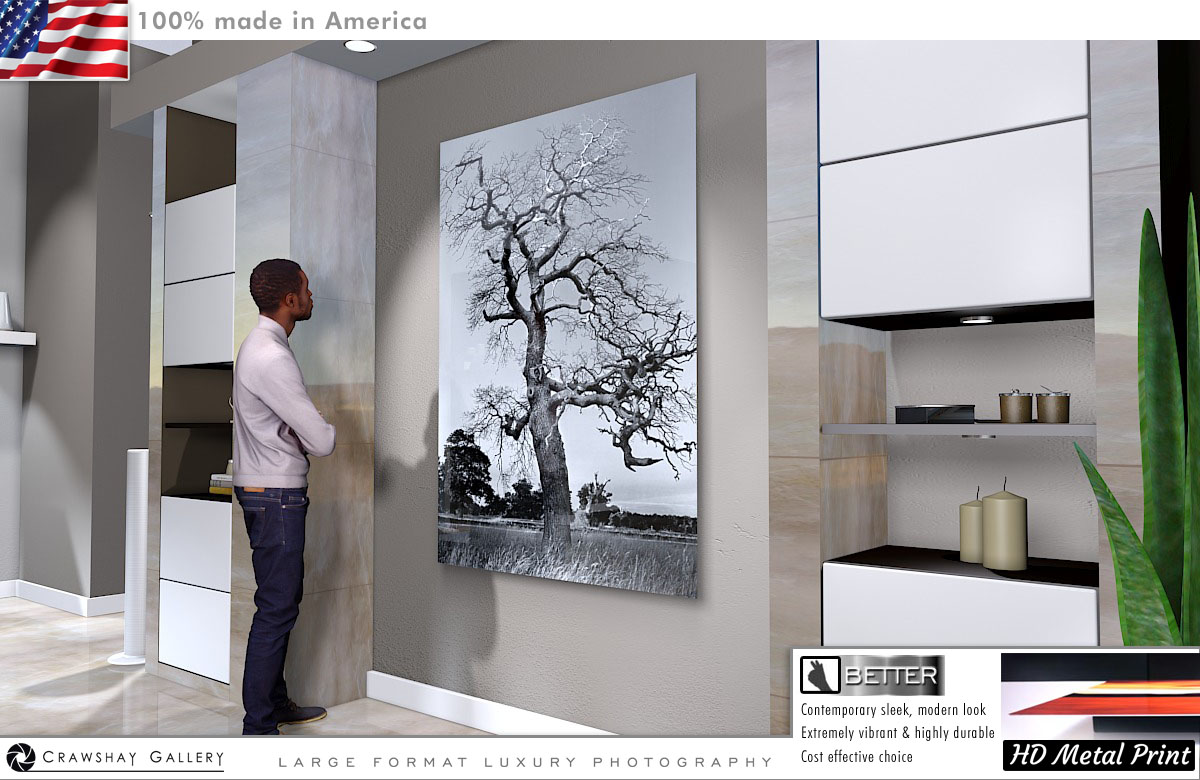 Black and White Tree Direct to Metal Print