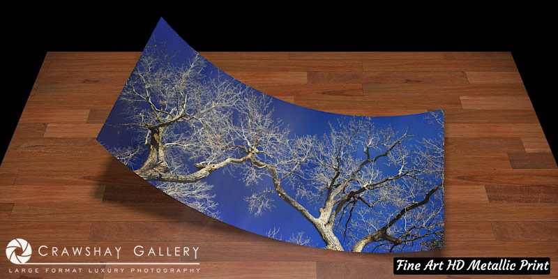 Fine Art Print of Leafless Tree over Blue Sky