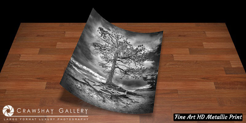 Fine Art Print of Exposed Root Tree at Bryce