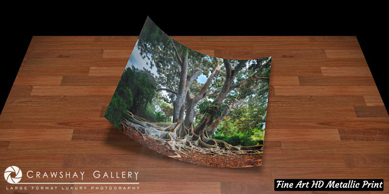 Fine Art Print of Florida banyan tree