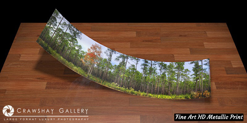 Fine Art Print of Panoramic Pine Trees