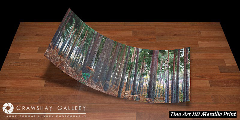 Fine Art Print of Rows of Tall Pine Trees Bokeh
