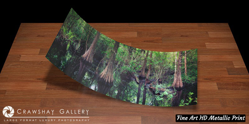 Fine Art Print of Cedar Trees Stagnent Pond