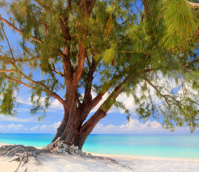 Cayman Islands Calm Beach and tree