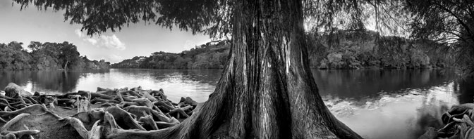 Enchanted Forest Black and White  redbud Isle | Austin | Texas